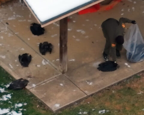 Carcasses of vultures found dead at school test positive for bird flu