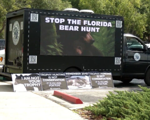 Florida bear hunt begins despite pushback