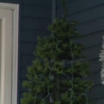 'Seems like a real-life Grinch': Latrobe police searching for Christmas tree thief