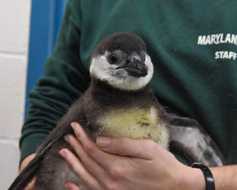 8 critically endangered African penguin chicks born at Maryland Zoo