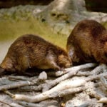 Just how monogamous are humans? Scientists break down how we compare with other animals