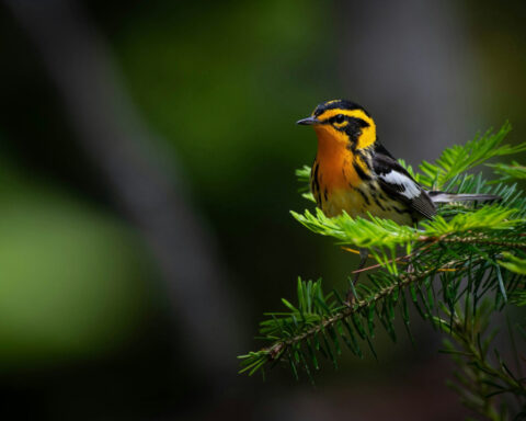Songbirds swap colorful plumage genes across species lines among their evolutionary neighbors