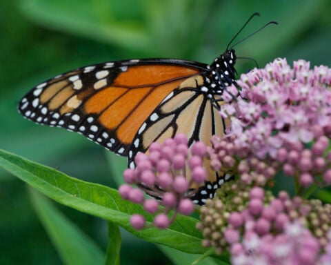 Trump administration delays decision on federal protections for monarch butterflies
