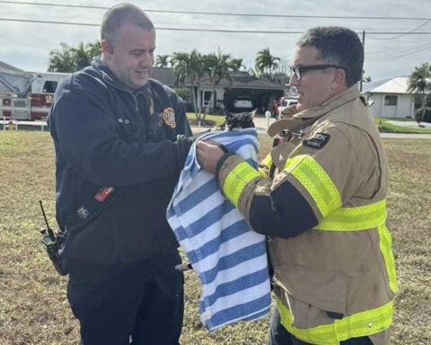 Cape Coral firefighters rescue cat from canal