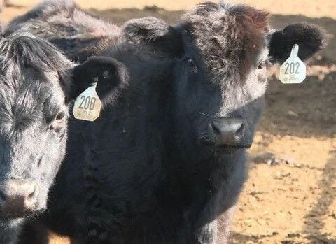 Dozens of cows presumed stolen in Northern Colorado, costing ranchers hundreds of thousands of dollars