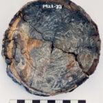 Before megalodon, researchers say a monstrous shark ruled ancient Australian seas