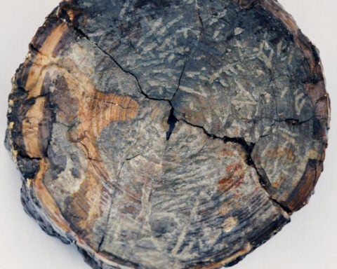 Before megalodon, researchers say a monstrous shark ruled ancient Australian seas