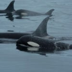 These orcas have dolphin sidekicks. Scientists have untangled why
