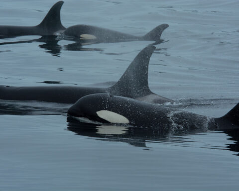 Some dolphins appear to have orca friends. Scientists think they have figured out what’s going on