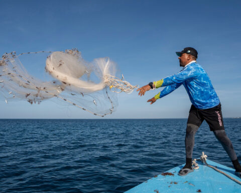 As reefs vanish, assisted coral fertilization offers hope in the Dominican Republic