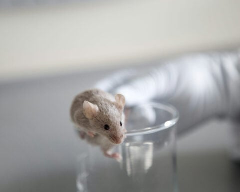 Gazing into the mind’s eye with mice – how neuroscientists are seeing human vision more clearly