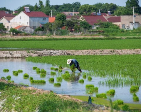 The 'king of poisons' is building up in rice