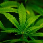 Trump expected to sign executive order reclassifying marijuana, easing restrictions on the drug