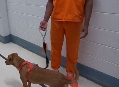 Delaware County, Pennsylvania inmates prepare for life after jail by training rescue dogs
