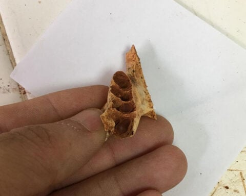 Discovery of ancient bee nests in fossils points to a never-before-seen behavior