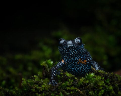 Unethical photographers have become a threat to these tiny, starlit frogs