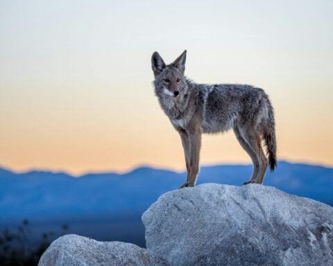 With wolves absent from most of eastern North America, can coyotes replace them?