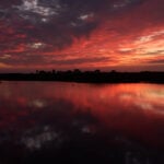 Along the Texas Coast, a new sanctuary aims to protect the endangered and rare whooping crane