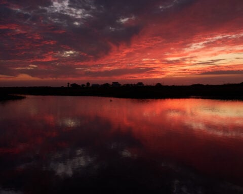 Along the Texas Coast, a new sanctuary aims to protect the endangered and rare whooping crane