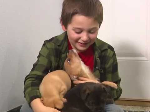 Iowa 5-year-old raises $5,000 to cover dog adoption fees before Christmas