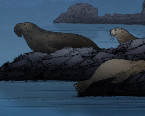 Nodding off is dangerous. Some animals have evolved extreme ways to sleep in precarious environments