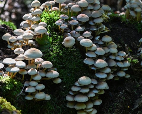 Forage for food—without killing your guests