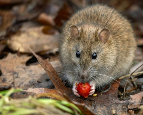 I study rat nests − here’s why rodents make great archivists