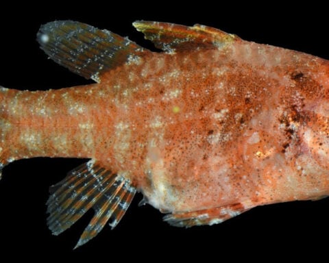 Scientists used specialized equipment to dive into the ocean’s ‘twilight zone.’ They found creatures never seen before