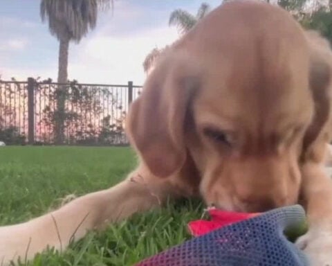 Dog given rat poison with metal hooks in backyard