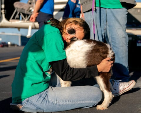 How Seuk Kim's tragic plane crash built a volunteer army of pet rescuers