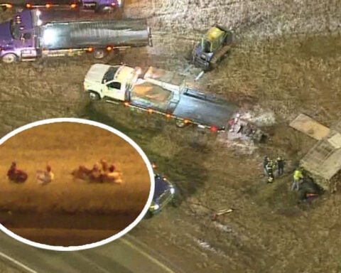 Troopers shoot chickens that got loose after crash in Oklahoma City