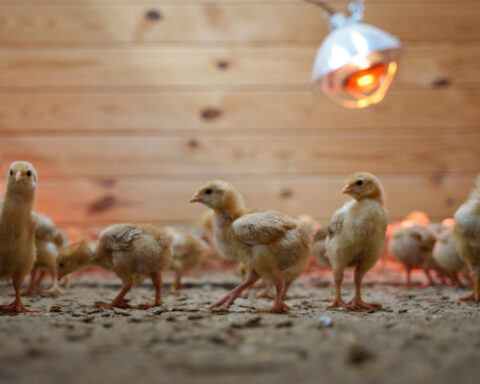 A mysterious fedora, a thieving cat and other stories that made us smile in 2025