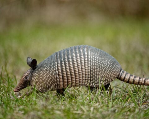 Nearly half of reindeer have been wiped out and armadillos are in Iowa. Here’s how animals are weathering warming holidays