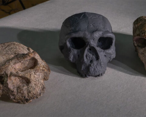 Human evolution’s biggest mystery has started to unravel. How 2025 tipped the scales