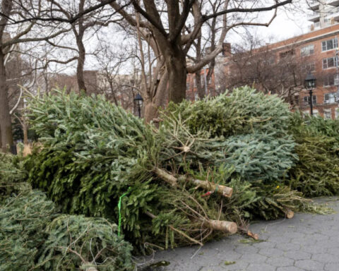 Mulchfest kicks off for Christmas Tree recycling