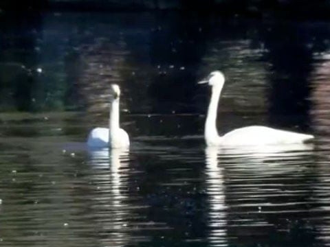 12 swans found dead at Lake Eola in Orlando spark avian flu outbreak concerns