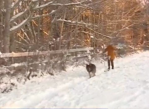 This dog training camp in Maine can teach your dog how to skijor