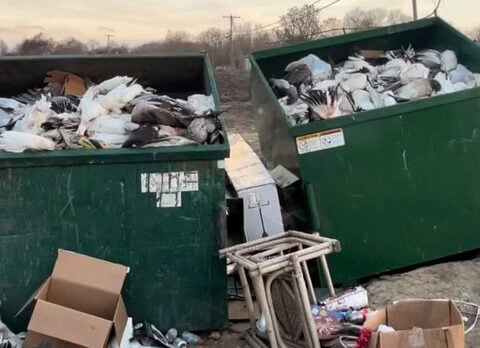 Mississippi county investigates after 207 geese were found slaughtered and dumped