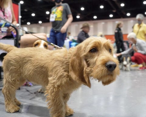 Unleash the hounds! And terriers and lapdogs. The American Kennel Club adds 3 breeds
