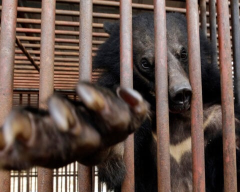 South Korea will end breeding of bears and extraction of their bile
