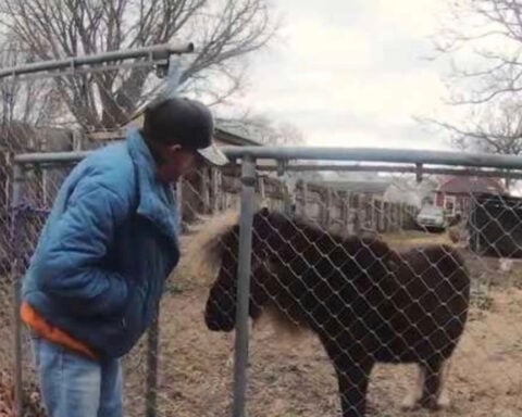 Louisville woman fights to keep miniature horse amid ordinance changes