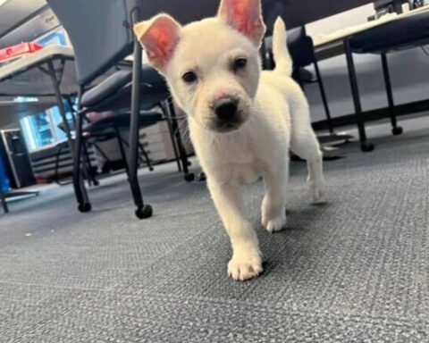 Pittsburgh woman accused of zipping puppy inside a suitcase