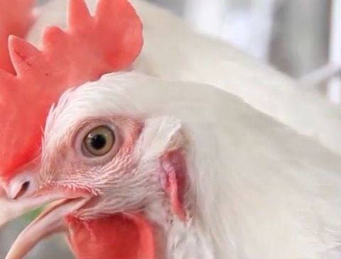Animal cruelty investigation: Chicken killed after being set on fire