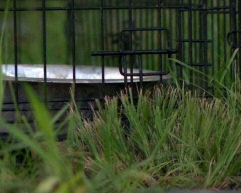 Abandoned dogs, puppies spotted along Mississippi highway as rescue efforts face setbacks