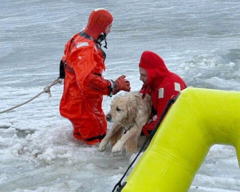 Rhode Island firefighters rescue a yellow Lab from an icy pond on New Year's Day