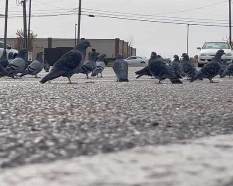Mississippi store owner's pigeon feeding draws mixed reactions