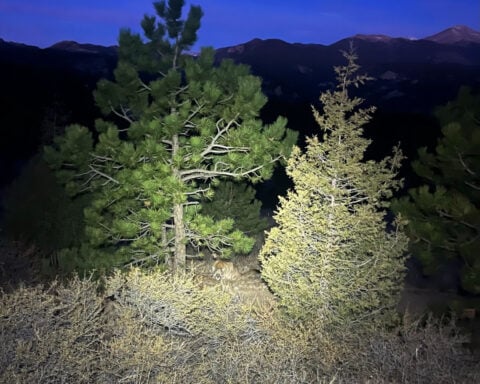 Man fought off a mountain lion weeks before a suspected fatal Colorado attack