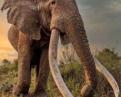 Conservationists in Kenya pay tribute to beloved 'super tusker' elephant Craig, who died at age 54