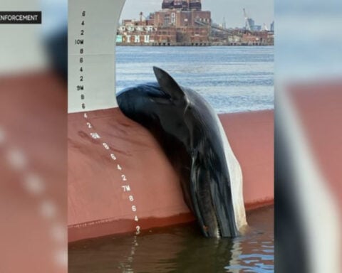 Dead whale found caught on ship in Camden County, New Jersey marine terminal