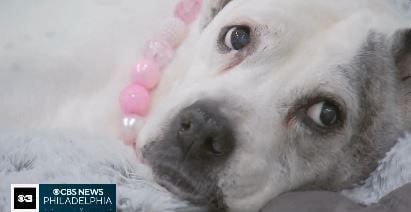 Delaware County family says goodbye to "Momma Wiggles" with end-of-life photo shoot